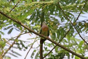 Pink necked green pigeon photo