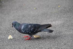 Rock dove in a park photo