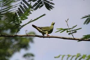 Pink necked green pigeon photo