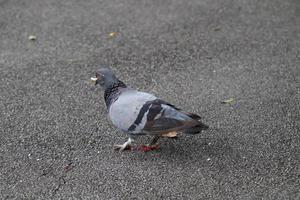 Rock dove in a park photo