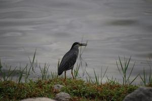 garza estriada por la bahía foto