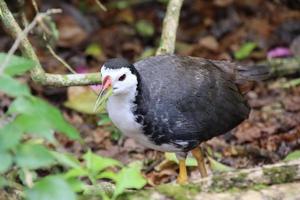 White breasted waterhen photo