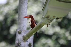 White Throated Kingfisher photo