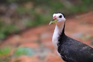 White breasted waterhen photo