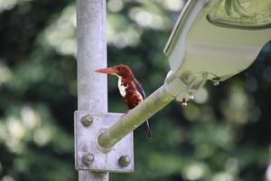 White Throated Kingfisher photo