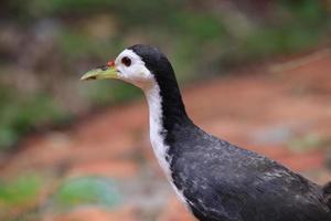 White breasted waterhen photo