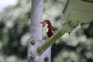 White Throated Kingfisher photo