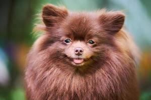 Pomeranian Spitz dog in garden, close up face portrait photo