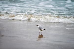 Black-headed seagull at beach, sea and sand background photo