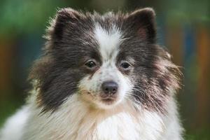 perro pomeranian spitz en el jardín, retrato de cara de cerca foto