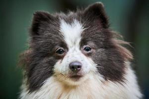 perro pomeranian spitz en el jardín, retrato de cara de cerca foto