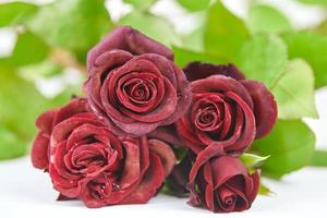 Bouquet of red roses with water drops on white background photo