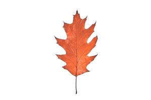 One red Quercus rubra oak leaf isolated on white background, Northern red oak tree leaf photo