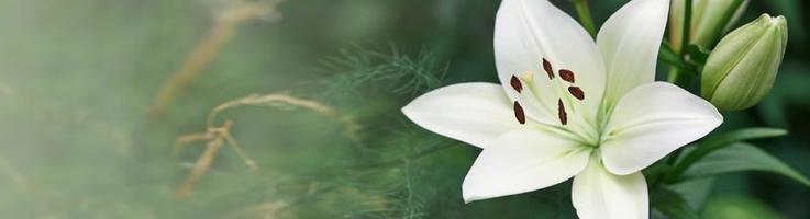 Lilium candidum flower photo