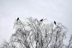 Three crows sitting on tree branches photo