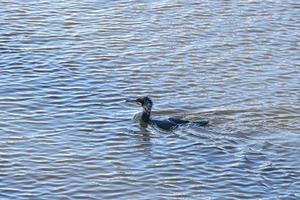 gran cormorán flotando en aguas azules, phalacrocorax carbo foto