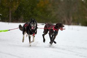 corriendo husky y perro puntero en carreras de trineos tirados por perros foto