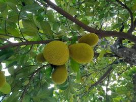 árbol de jaca inmaduro jaca joven en el árbol de jaca, las frutas crudas se usan comúnmente para cocinar en el ceremonial tradicional en la isla de lombok, indonesia foto