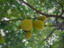 desenfoque abstracto desenfocado de jaca en el árbol de jaca. fruta tropical en el fondo de la naturaleza. foto