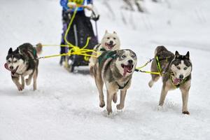 Husky sled dog racing photo