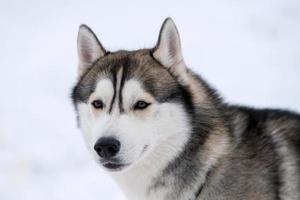 retrato de perro husky, fondo nevado de invierno. mascota divertida al caminar antes del entrenamiento de perros de trineo. foto