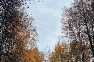 Autumn birch tree crowns alley photo