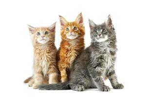 Three maine coon kittens photo