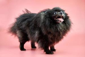 cachorro pomerania spitz negro foto