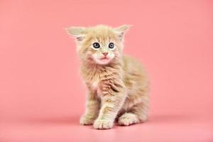 Maine coon cream kitten photo