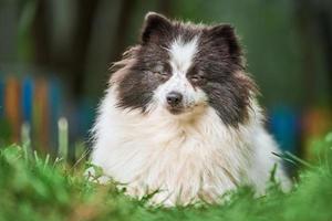 Pomeranian Spitz dog in garden photo