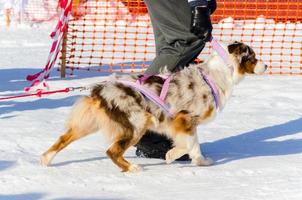 Handsome Siberian Husky dog with unusual fur color, outdoor portrait. Sled dogs race training in cold snow weather. photo