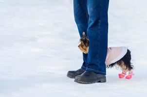 Yorkshire Terrier little dog and its owner, snow winter background. Small, cute doggy in suit with pink boots. Copy space photo