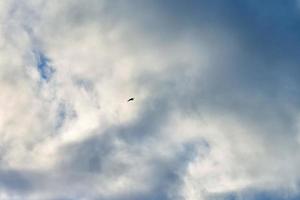 Silhouette of bird flying in blue sky with white clouds photo