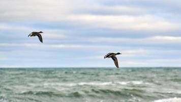 Two mallard ducks flying over sea water, seascape photo