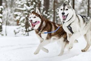 Husky sled dog running photo