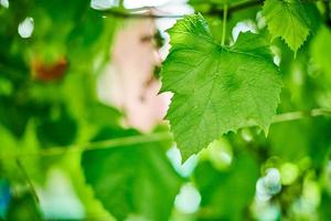 Grape leaves. Green vine leaves at sunny september day in vineyard. Soon autumn harvest of grapes for making wine, jam and juice. photo