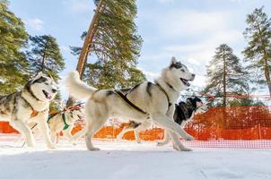 competición de carreras de trineos tirados por perros. perros husky siberianos en arnés. desafío del campeonato de trineo en el frío bosque de invierno de rusia. foto