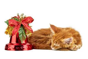 Red sleeping maine coon kitten, isolated photo