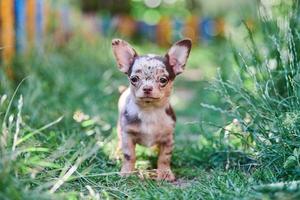 Chihuahua puppy, little dog in garden photo