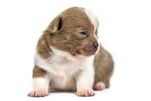 Chihuahua puppy on white isolated background photo