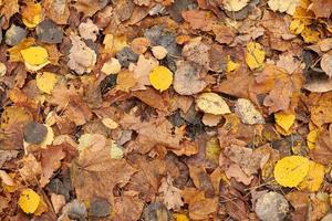 Autumn leaves, top view photo