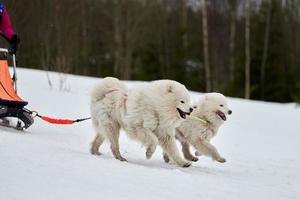 Husky sled dog racing photo