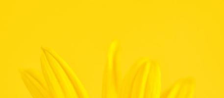 Yellow flower petals of topinambur on yellow background, top copy space, blurred yellow flower photo