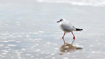 gaviota de cabeza negra en la costa, arena y agua foto