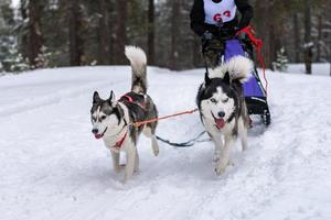 Husky sled dogs team in harness run and pull dog driver. Sled dog racing. Winter sport championship competition. photo