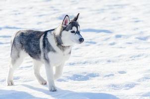 Little siberian husky dog outdoor walking, snow background. Sled dogs race training in cold snow weather. Strong, cute and fast purebred dog for teamwork with sleigh. photo