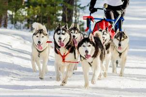 Sled dogs race competition. Siberian husky dogs in harness. Sleigh championship challenge in cold winter russia forest. photo