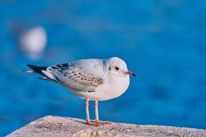 Seagull standing on ground, blue water background, close up photo