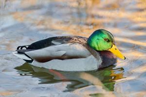 Drake mallard duck, close up photo