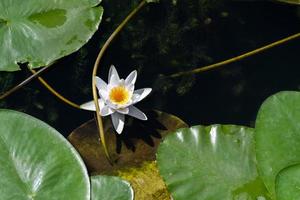 flor de lirio de agua en el río. símbolo nacional de bangladesh. hermoso loto blanco con polen amarillo. foto